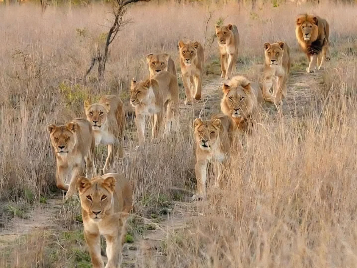 10 DAYS BUSH TO BEACH KENYA SAFARI