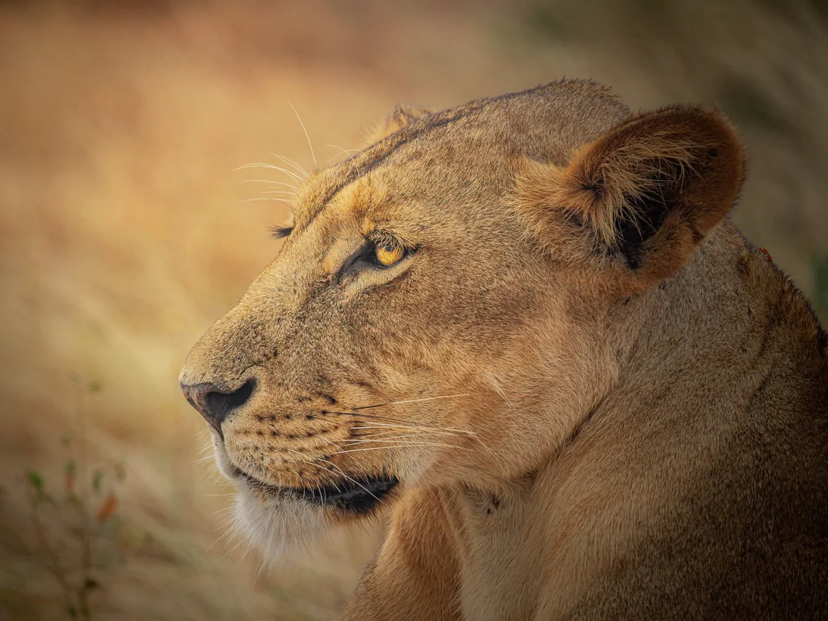 3-DAY SAFARI AT MAASAI MARA NATIONAL RESERVE FROM NAIROBI