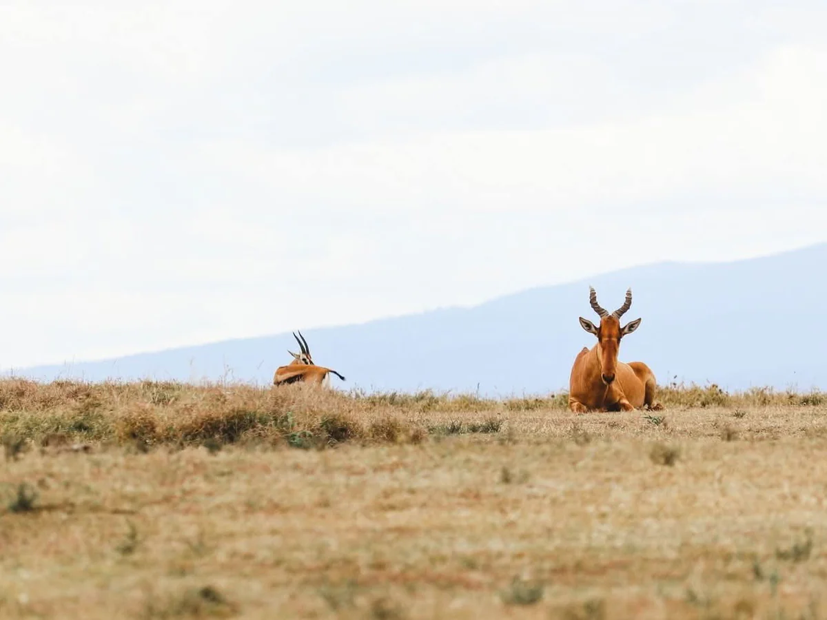7-Day Safari to Lake Bogoria, Lake Nakuru National Park & Masai Mara