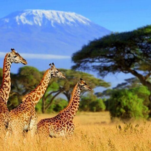 Maasai Mara