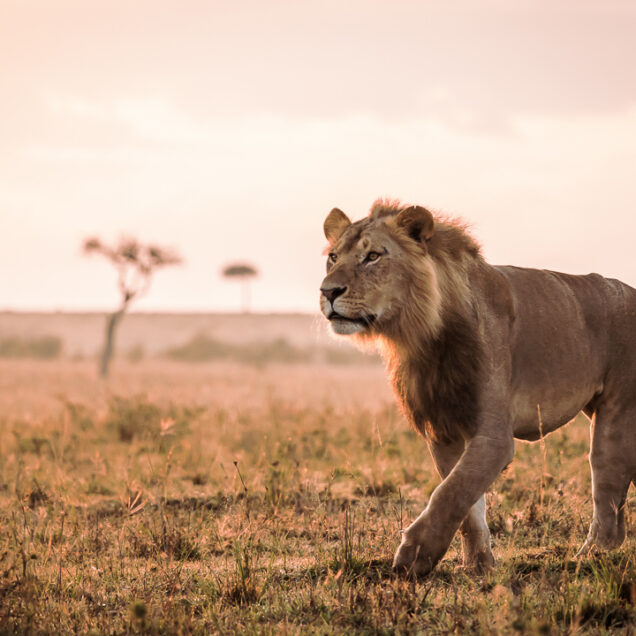 Kenya