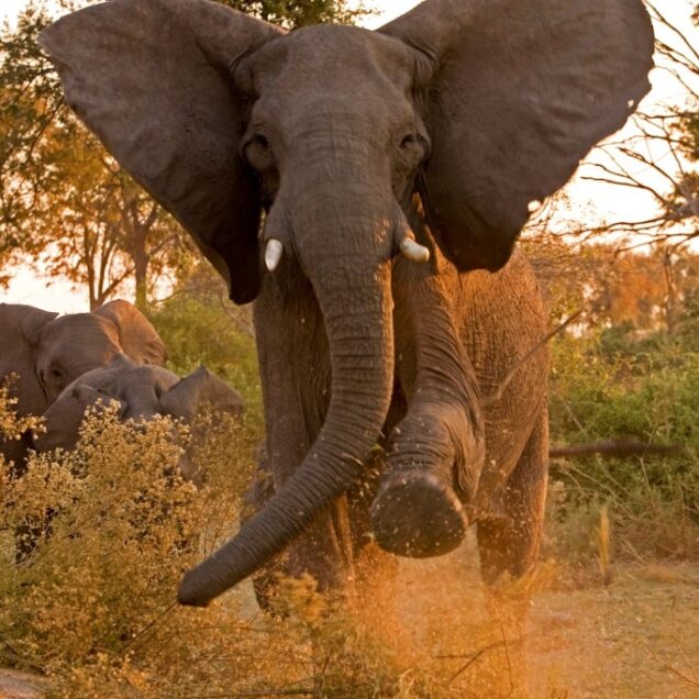 Amboseli