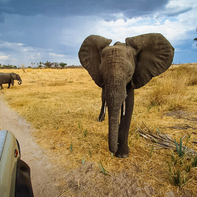 Tsavo