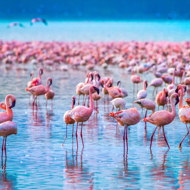 Nakuru